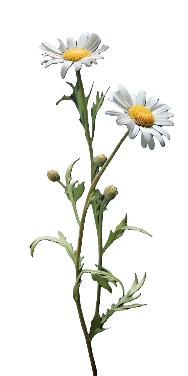 CHAMOMILE