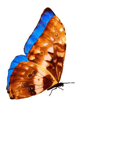 MORPHO